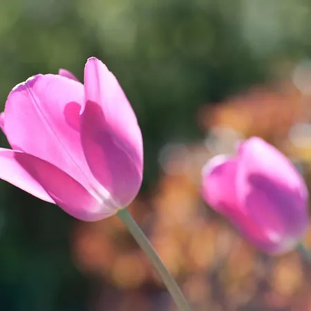 Bed & Breakfast Wellintown