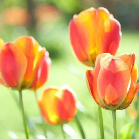 Wellintown 3* Waterloo