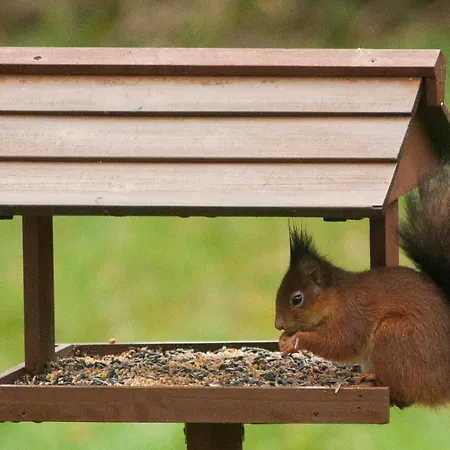 Bed & Breakfast Wellintown