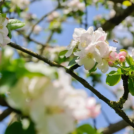 Bed & Breakfast Wellintown Waterloo