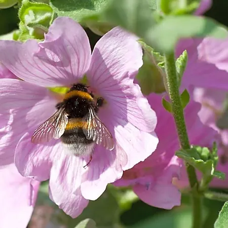 Bed & Breakfast Wellintown 3*